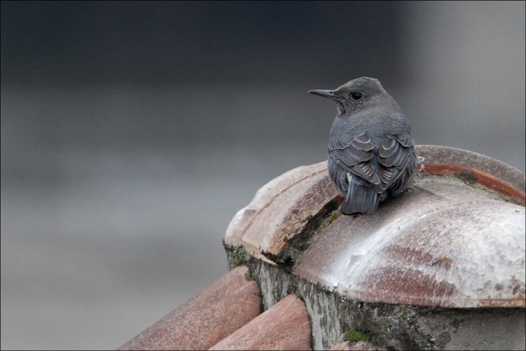 Passero solitario, parere sul piumaggio